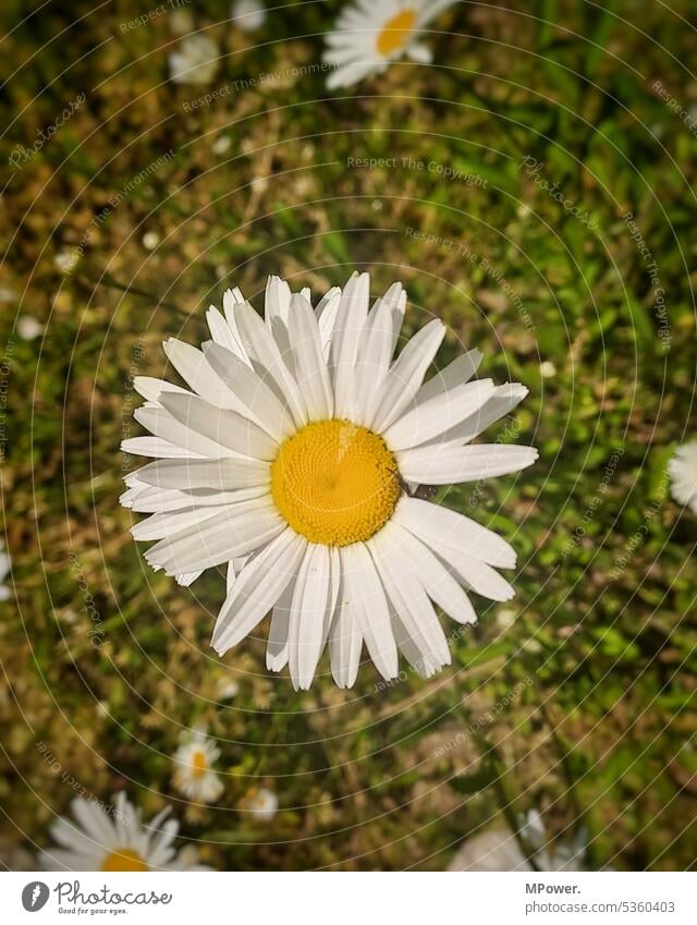 Blume am Sonnigen Tag Blumen Natur Pflanze Blüte Blühend Frühling Garten Farbfoto grün Sommer Außenaufnahme Wiese Blumenwiese Wiesenblume natürlich Gras Umwelt