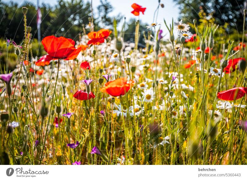 blümchenwiese wunderschön Natur Pflanze Duft Sommer Mohnblüte Garten mohnblumen blühen Blüte rot Farbfoto Außenaufnahme Blume Umwelt Wildpflanze Blütenblatt