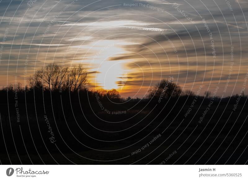 Sonnenuntergang mit Baum Silhouetten orange Himmel Wolken Abend Abenddämmerung Horizont Dämmerung Natur Landschaft Sonnenlicht Licht Außenaufnahme Menschenleer