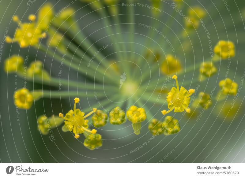 Blüte von Dill, ganz nah Dillblüten Dilldolde Dillkraut Dillpflanze Makroaufnahme Makro-Fotografie Garten Gartenpflanze Pflanze frisch Küchenkräuter Nutzpflanze