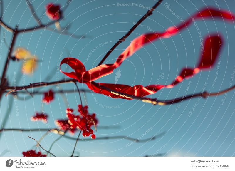 Schleife Umwelt Natur Himmel Wolkenloser Himmel Herbst Pflanze Baum Sträucher Garten Park Wald rot Schnur Verpackungsmaterial Geschenk Beeren Wind wehen