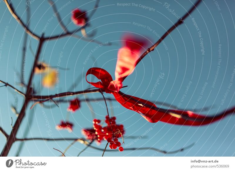 Schleife2 Umwelt Natur Himmel Wolkenloser Himmel Herbst Pflanze Baum Sträucher Garten Park Wald rot Schnur Geschenk Beeren Wind wehen Farbfoto Außenaufnahme