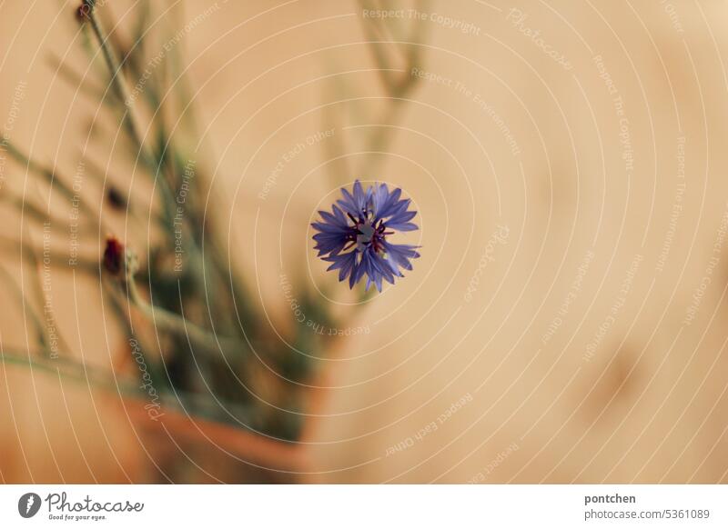 kornblumen in einer durchsichtigen vase auf einem tisch natur dekoration wildblume pflücken schön Dekoration & Verzierung Blüte blau Natur Pflanze Farbfoto