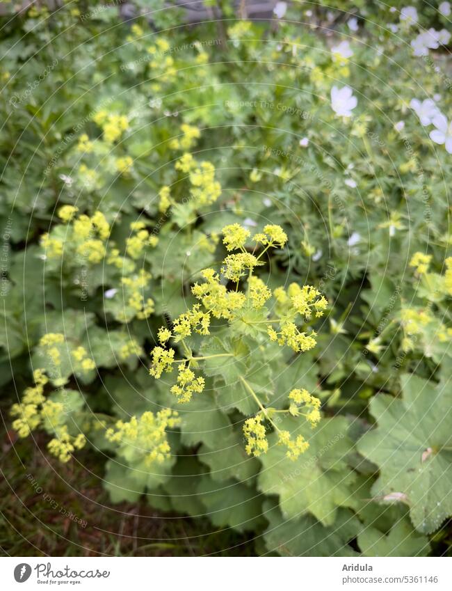 Frauenmantel im Vorgarten Alchemilla mollis Natur Garten grün Blatt Pflanze Frauenmantelblatt Außenaufnahme Sommer Blumen Beet Unschärfe