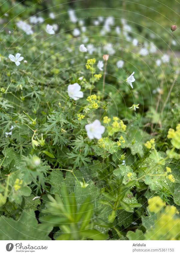 Storchschnabel und Frauenmantel im Blumenbeet No. 1 Natur Garten Sommer Blüte grün weiß gelbgrün Unschärfe Beet Alchemilla mollis Pflanze