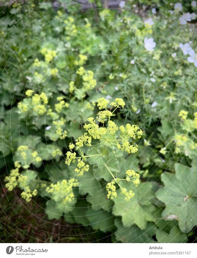 Storchschnabel und Frauenmantel im Blumenbeet No. 2 Natur Garten Sommer Blüte grün weiß gelbgrün Unschärfe Beet Alchemilla mollis Pflanze