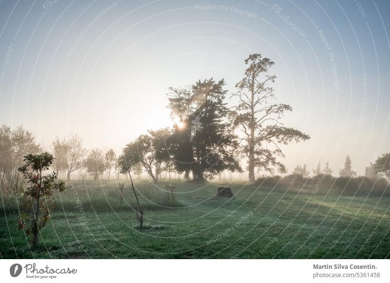 Sonniger Sonnenaufgang auf dem Land in Uruguay. Aberdeen Antenne Ackerbau angus Tier Tiere Argentinien Hintergrund Rindfleisch schwarz bovin züchten Wade