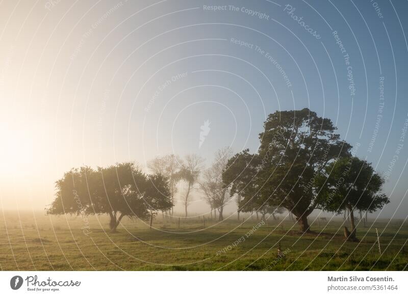 Sonniger Sonnenaufgang auf dem Land in Uruguay. Aberdeen Antenne Ackerbau angus Tier Tiere Argentinien Hintergrund Rindfleisch schwarz bovin züchten Wade