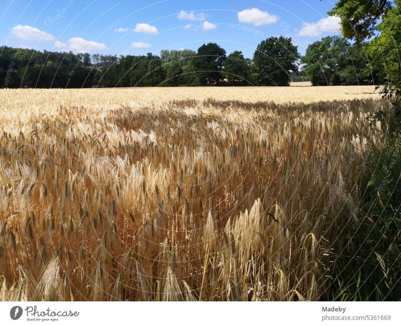 Gerstenfeld am Waldrand im Sommer bei blauem Himmel im Sonnenschein in Oerlinghausen bei Bielefeld am Hermannsweg im Teutoburger Wald Ostwestfalen-Lippe