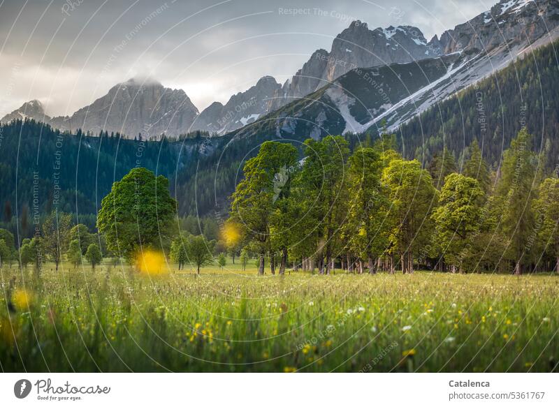 Im Vordergrund eine Wildblumen Wiese, Bergahorn, das Dachsteingebirge am Horizont Baum verblühen Gras Blume Blüte Berge Himmel Wolken Sommer Gebirge Tageslicht