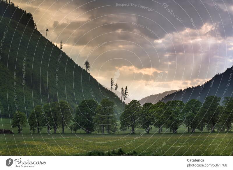 Es wird Abend im Tal Himmel Abendlicht Dämmerung Stimmung Freizeit & Hobby Pflanze Flora Natur Gras Wiese Baum Bergahorn Sommer Felder Berge Gebirge Gipfel