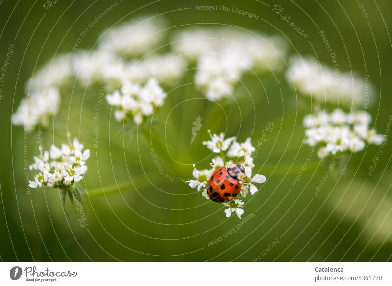 Marienkäfer auf der Blüte der Wilden Möhre Tageslicht Umwelt Natur Flora Fauna Pflanze insekt Tier Käfer Doldenblüter Wilde Möhre Daunucus carota blühen