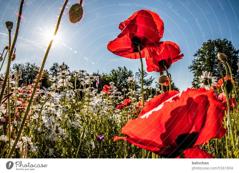 strahlkraft wunderschön Natur Pflanze Duft Sommer Mohnblüte Garten mohnblumen blühen Blüte rot Farbfoto Außenaufnahme Blume Umwelt Wildpflanze Blütenblatt Wiese