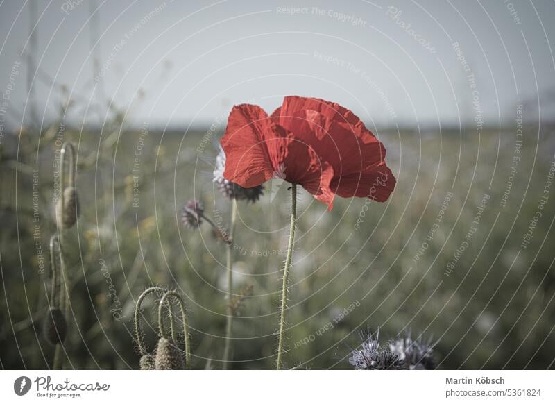 Mohnblume isoliert im Kornfeld. Blaue Kornblumen im Hintergrund. Landschaft Feld Weizen Wiese Himmel grün rot Natur Ackerbau Bodenbearbeitung natürlich