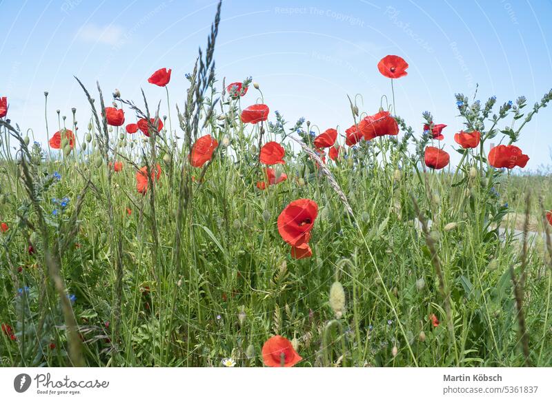 Viele Mohnblumen im Maisfeld verstreut. Rote Blütenblätter im grünen Feld. Landwirtschaft Korn Weizen Wiese Himmel rot Natur Ackerbau Bodenbearbeitung natürlich