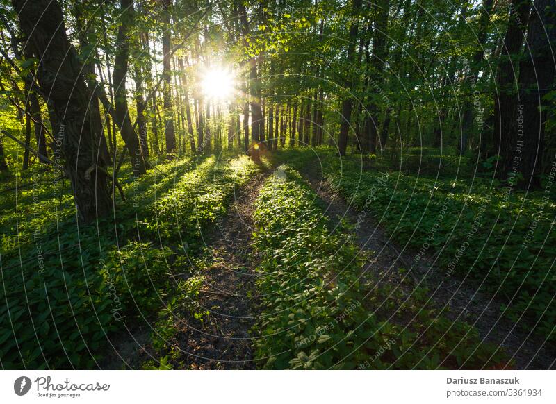 Die von der Sonne beleuchtete Straße im Wald Baum Holz Sonnenlicht Licht Rochen Frühling Laubwerk Natur Landschaft Sonnenstrahlen Sonnenschein Blatt Strahl Weg