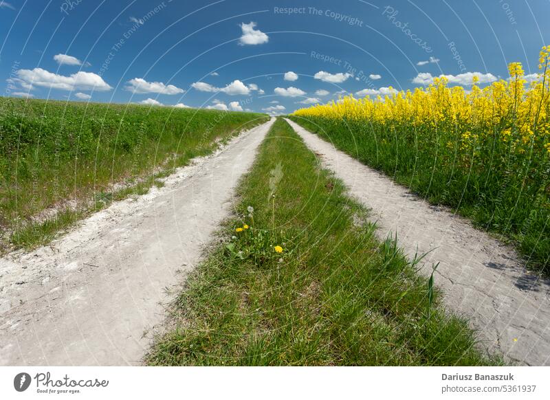 Schotterstraße neben einem Feld mit blühendem gelben Raps Straße Schmutz ländlich Blume Natur Himmel Ackerbau Landschaft Frühling Erdöl Wiese landwirtschaftlich