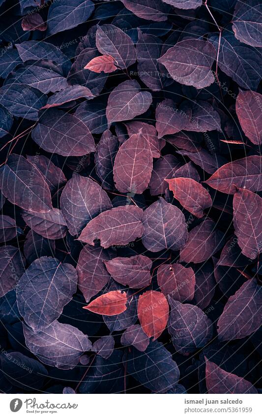 rote japanische Knöterich Pflanze Blätter im Herbst Saison, roten Hintergrund Blatt rote Pflanze rote Blätter rotes Blatt roter Hintergrund