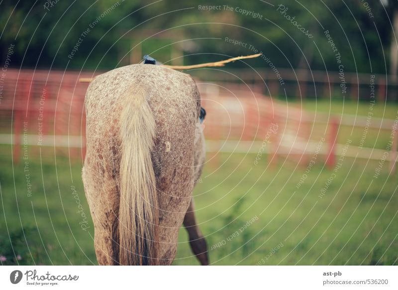 Pferderücken Natur Gras Kontrolle Stock einsatzbereit Farbfoto