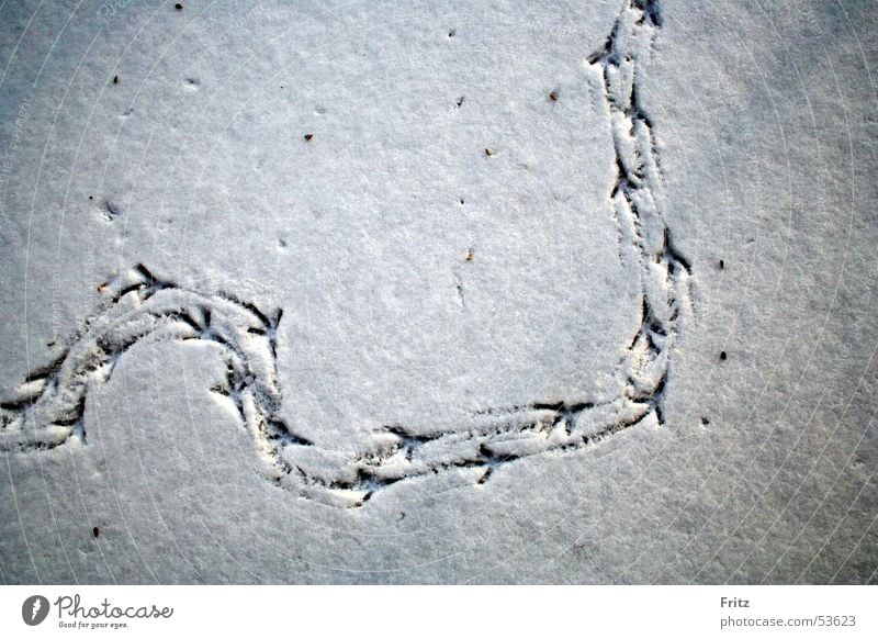 Auf Spurensuche Vogel Fußspur Schnee