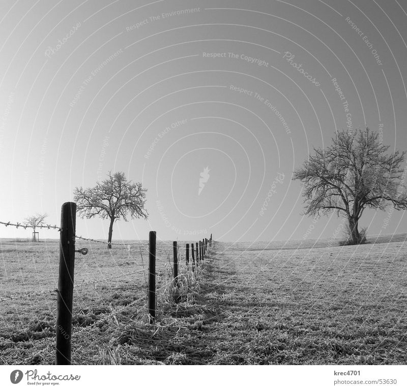 Getrennte (s/w) Zaun Baum Wiese Weidezaun Winter Himmel Schwarzweißfoto Raureif Blauer Himmel