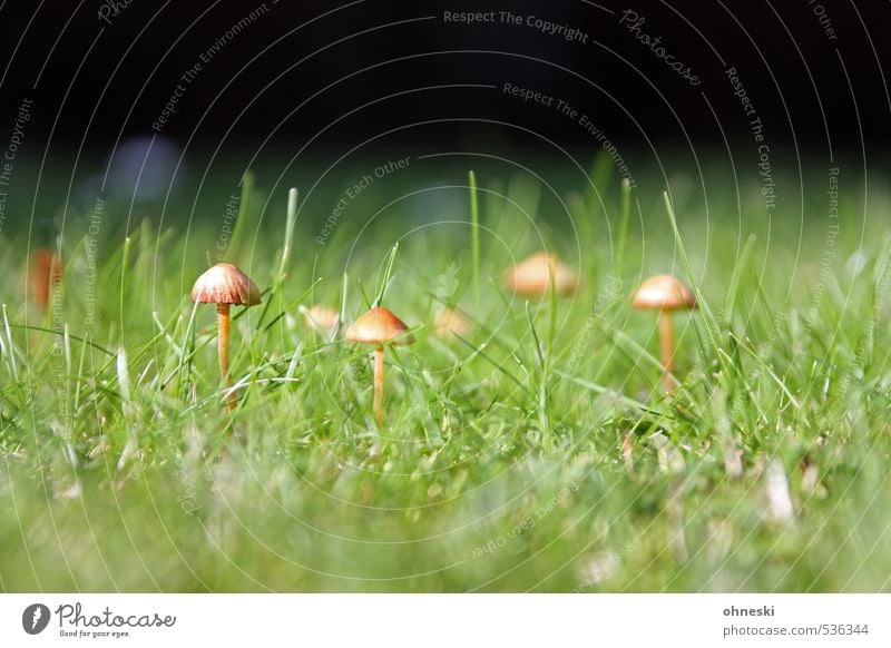 Noch´n Pils Natur Pilz Pilzhut Tintlinge Garten Wiese grün Farbfoto Außenaufnahme Textfreiraum oben Textfreiraum unten Tag Schwache Tiefenschärfe