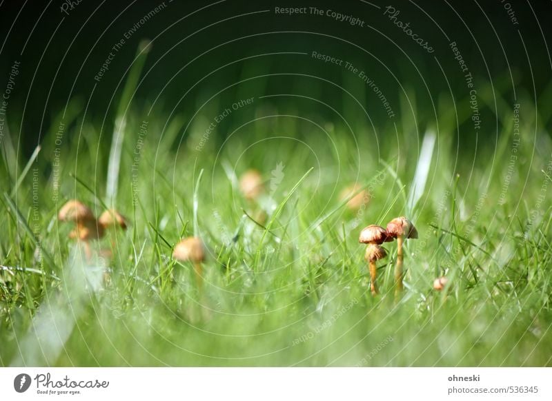 Pilsken? Natur Herbst Gras Pilz Pilzhut Wiese grün Zusammenhalt Farbfoto Außenaufnahme Textfreiraum oben Tag Sonnenlicht Schwache Tiefenschärfe