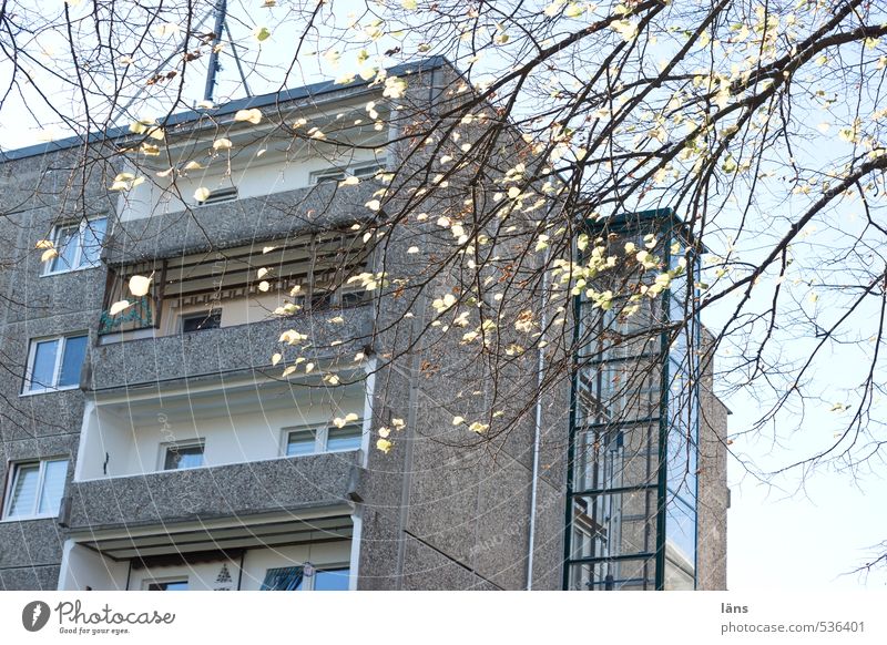 Rückzugsgebiet Häusliches Leben Haus Blatt Stadt Hochhaus Mauer Wand Fahrstuhl Beton authentisch eckig einfach modern Zweig Herbst herbstlich