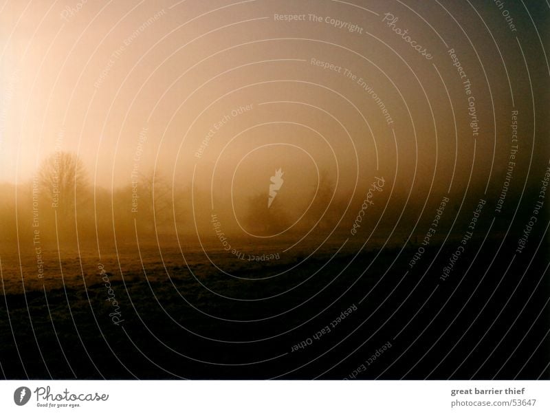 nebelmorgen Farbfoto mehrfarbig Außenaufnahme Menschenleer Morgen Abend Dämmerung Licht Schatten Kontrast Unschärfe Sonne Winter Umwelt Landschaft Sommer Nebel