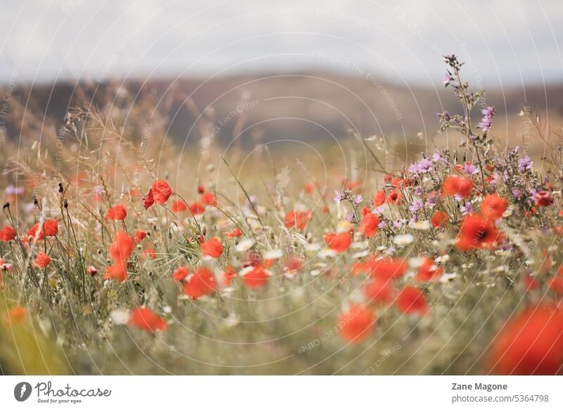 Sommerwiese Hintergrund verträumter Sommer Spätsommer stimmungsvoller Sommer Sommer-Hintergrund Sommerblumen Sommerpalette Wiese Wiesen-Hintergrund Naturwiese