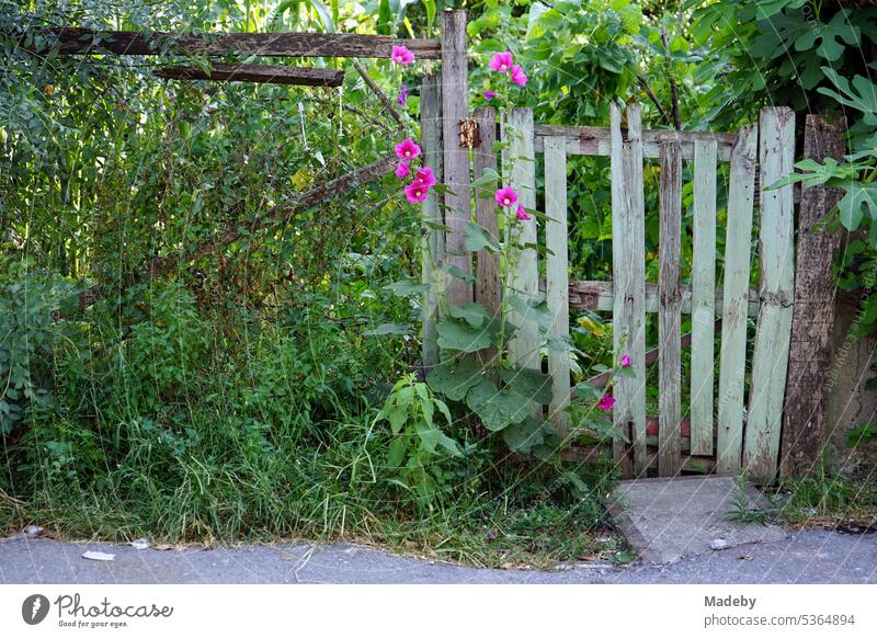 Altes Holztor mit Zaun aus Maschendraht am Eingang zu einem grünen und wild bewachsenen Schrebergarten in Adapazari in der Provinz Sakarya in der Türkei