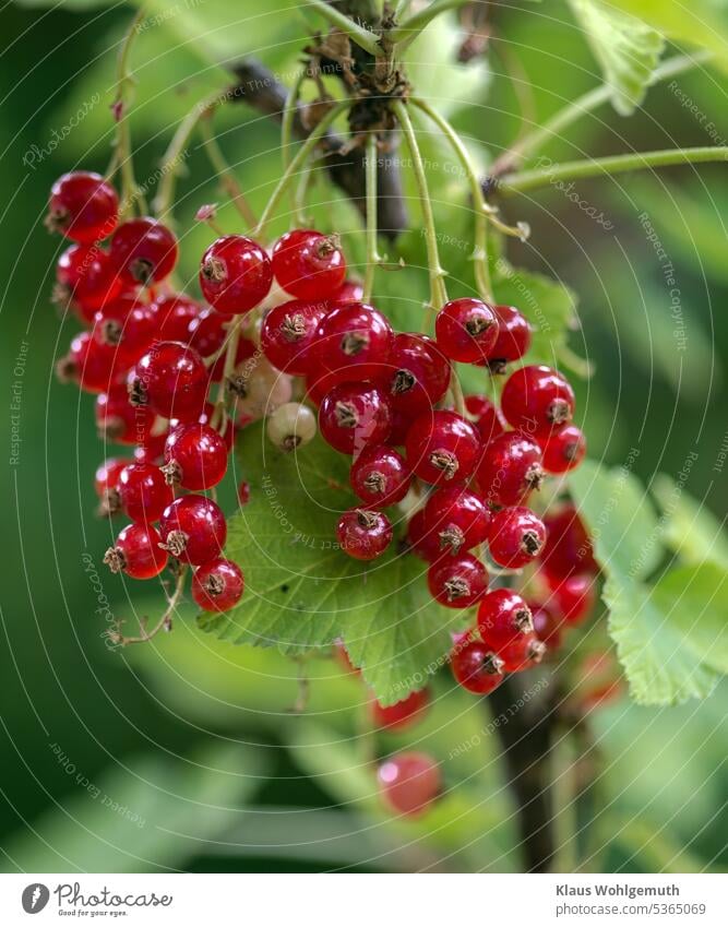 Rote Johannisbeeren am Strauch im Garten. Kleine Erfrischung an heißen Tagen wie heute. Johannisbeerstrauch rote Johannisbeere Beeren Frucht Lebensmittel Sommer