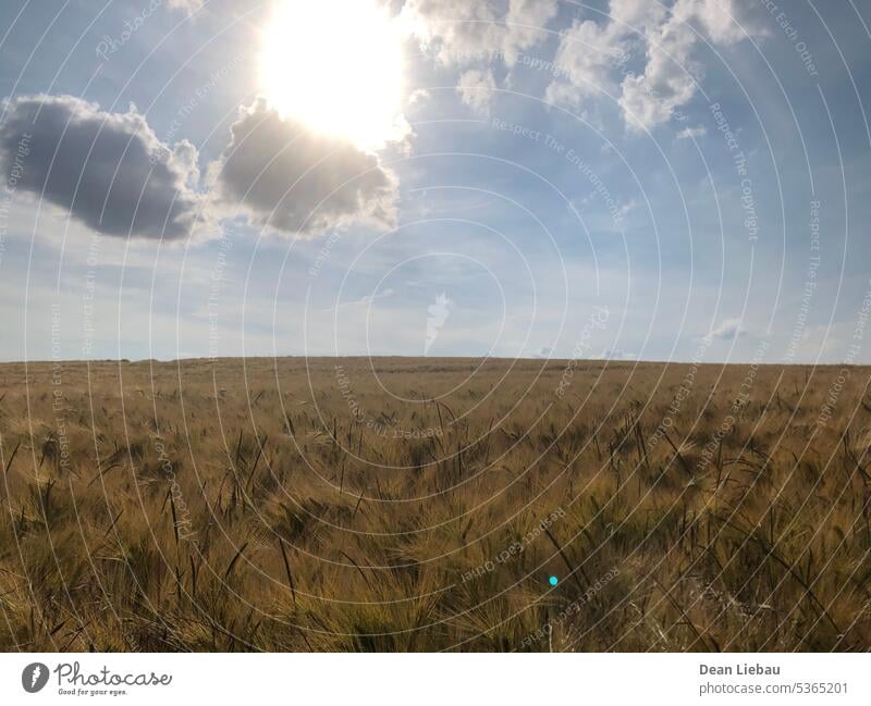 Weites Feld unter der Sonne breit Sommer Himmel warm Wolken Licht