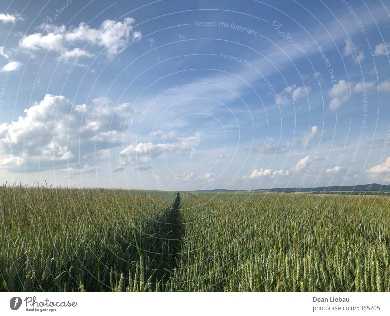 Offenes Feld mit ein paar Wolken Sommer Himmel grün breit Natur