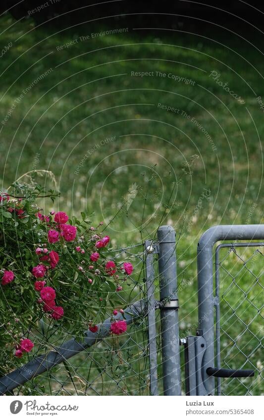 angeschnittenes Gartentor, Maschendrahtzaun und pinkfarbene Kletterrosen rosa Rose Blume Pflanze Rosen Rosenstrauch Rasen grün Sommer Zaun Blüte Blühend schön