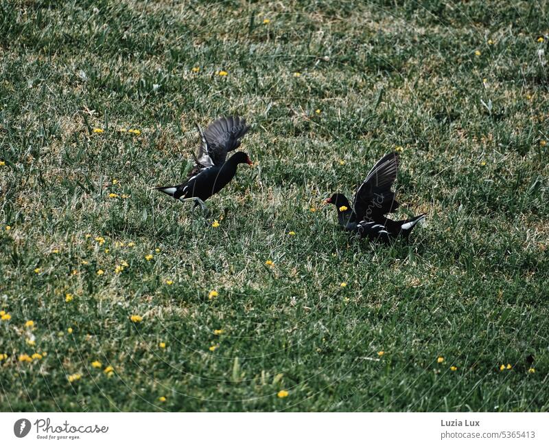 Teichrallen im Streit Vögel Wasservögel Park Wiese grün blühend Territorium verteidigen drohend Drohung Flügel Flügelschlag Vogel Feder Wasservogel schwarz