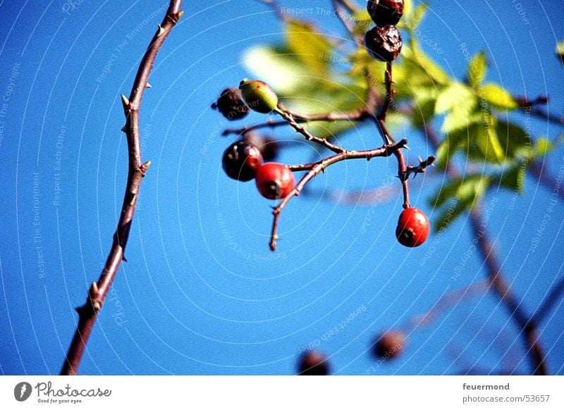 Hagebuttenzeit I rot Blatt Pflanze blau Himmel Zweig Beeren Hundsrose