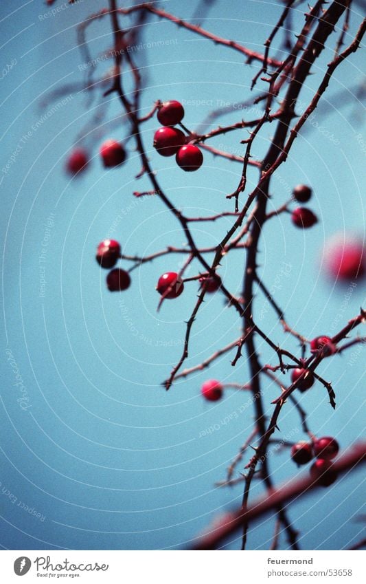 Hagebuttenzeit II rot Blatt Pflanze blau Himmel Zweig Beeren Hundsrose