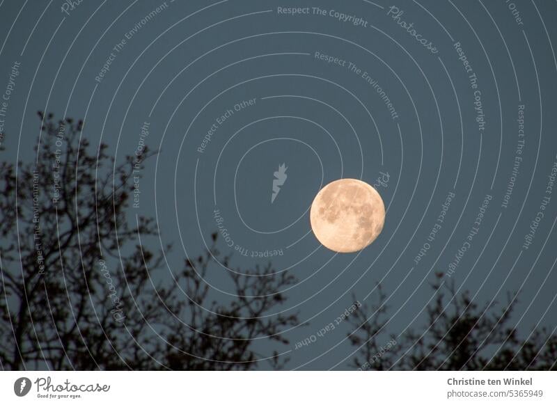 Der Mond am frühen Morgen über den Baumwipfeln, es ist fast Vollmond zunehmender Mond Morgendämmerung Himmel Himmelskörper & Weltall ruhig geheimnisvoll Licht