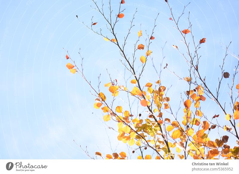 Leuchtender Herbst herbstlich Herbstlaub orange hellblau Sonnenlicht Natur Herbstfärbung Vergänglichkeit Herbstbeginn Herbstwetter Herbststimmung Jahreszeiten