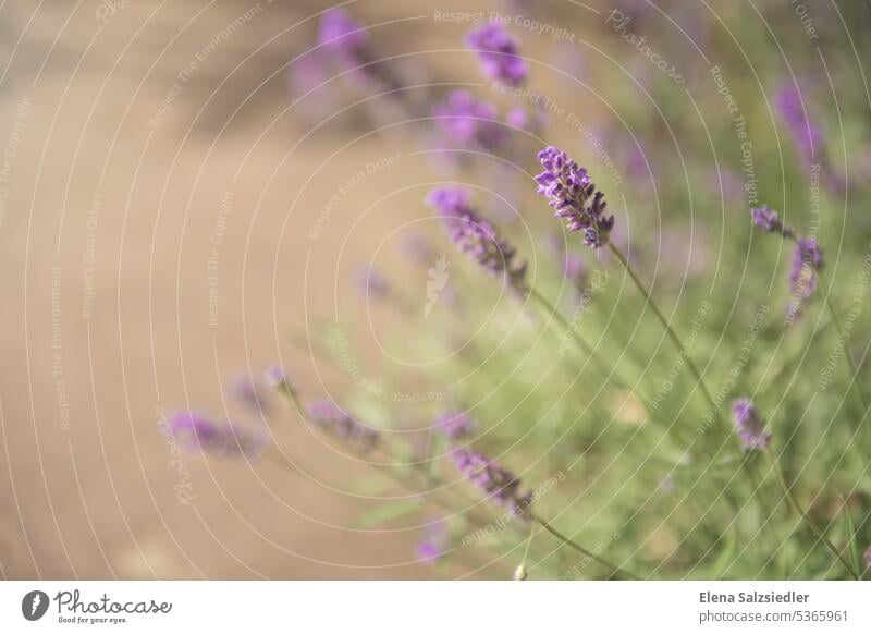 Lavendel Lavendelbusch Garten Lavendelblüten violett Blüte Duft sommerlich Lavendelduft natürliches Licht Unschärfe Sommergefühl blühender Lavendel lila