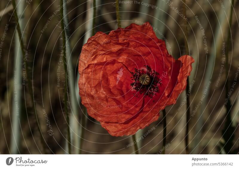 Frisch entfaltete, noch etwas "zerknitterte" rote Blütenblätter des Klatschmohns (Papaver rhoeas) in Nahaufnahme vor Getreidehalmen am Rand eines Feldes Mohn