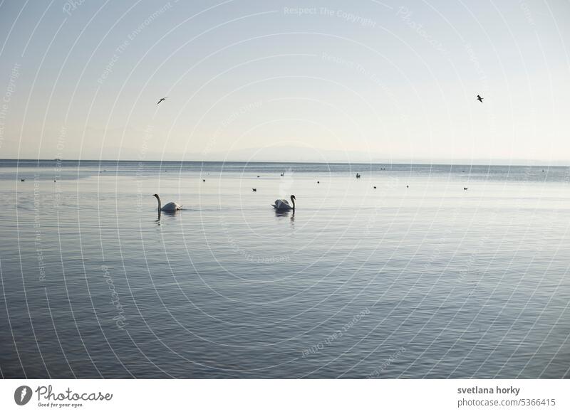 See Wasser Freiheit Schwäne Stimmung Vogel idyllisch bodensee Möwe Horisont Abschied idylle Erholung ruhig blau Außenaufnahme Licht Tourismus Sommer