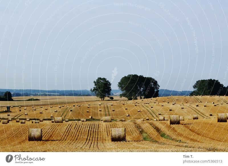 Landwirtschaft in Mecklenburg Mecklenburg-Vorpommern Feld abgeerntet Sommer Landschaft Natur Himmel Baum mecklenburg Mecklenburgische Seenplatte Umwelt