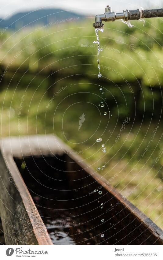 Frisches Wasser tropft aus dem Wasserhahn Wassertropfen Wasserstrahl frisch trinken nass Sauberkeit Erfrischung Tropfen kalt fließen kühl rein Klarheit