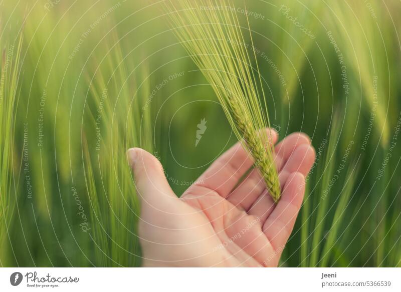 Gerste in der Hand Gerstenfeld Ähre Nahrung nachhaltig Ernte Ernährung Ackerbau Landwirtschaft Sommer Korn Getreidefeld Ähren Feld natürlich Pflanze Kornfeld