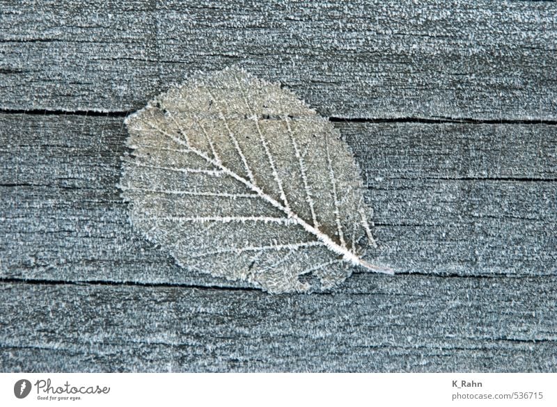 Blatteis Umwelt Natur Pflanze Herbst Winter Klima Schönes Wetter Wind Eis Frost Schnee Baum Garten Park Feld Wald Dorf Holz verblüht dehydrieren ästhetisch blau