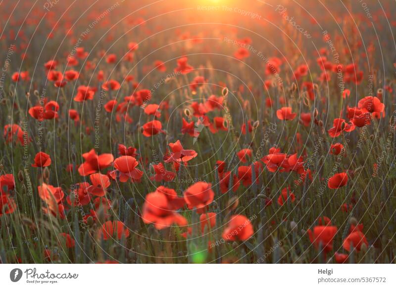 Mohnfeld in der Abendsonne Klatschmohn Mohnblume papaver Mohnblüte Sonnenlicht Licht Schatten leuchten Kornfeld Blume Pflanze Sommer Außenaufnahme Blüte Natur