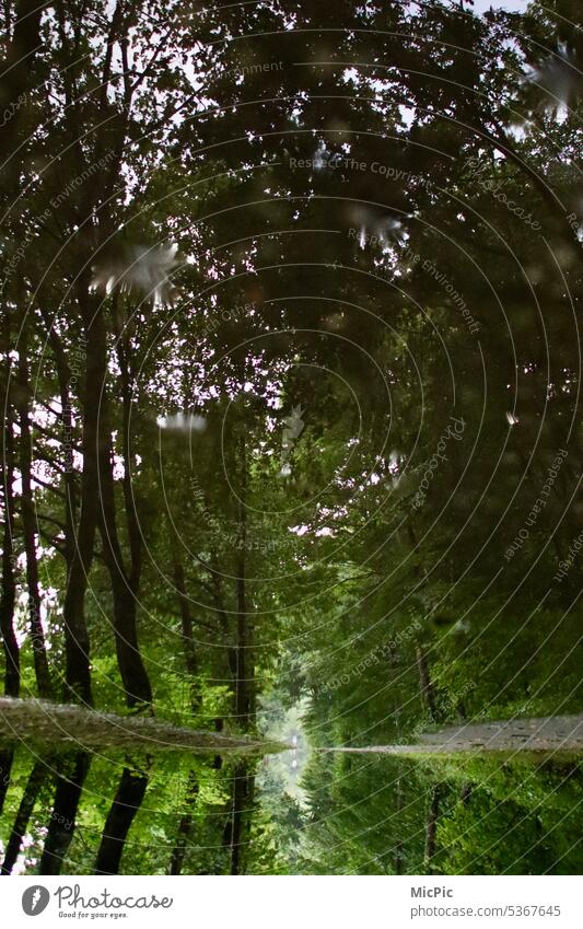 Perspektive Allee Spiegelung in einer Pfütze Regenwetter verkehrtrum auf dem Kopf Bäume grün Reflexion & Spiegelung nass Menschenleer Baum Außenaufnahme Natur