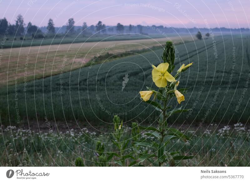 Oenothera biennis, die Gemeine Nachtkerze vor einem landwirtschaftlichen Feld Blütezeit Überstrahlung Blühend botanisch Botanik hell Nahaufnahme Farbe